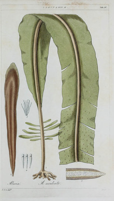 10629
          <br/>
          Algae Britannicae, or descriptions of the marine and other inarticulated plants of the British islands, belonging to the order Algae; with plates illustrative of the genera
          <br/>
          <em></em>